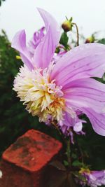 Close-up of pink flower