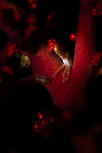 Close-up of flower in sea