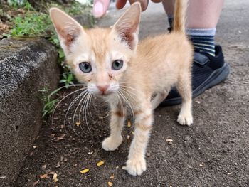 Portrait of cat by street in city