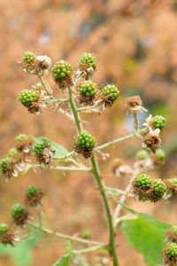 Close-up of flowering plants on field