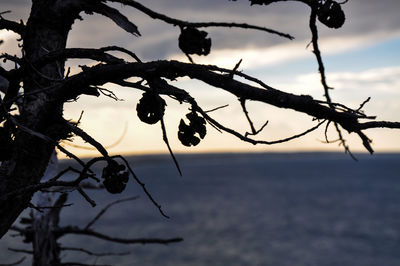 Close-up of silhouette branch against sea at sunset