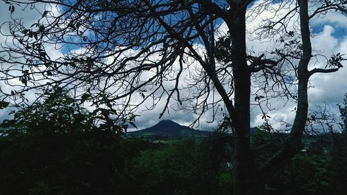 Trees in forest against sky