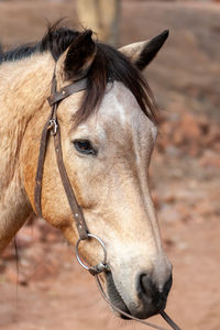 Close-up of horse on field