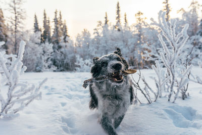 Dog walking on snow field during winter