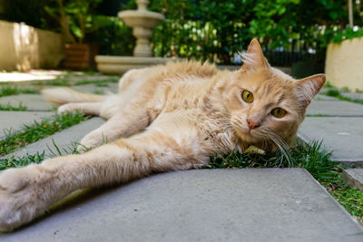 Portrait of cat lying on footpath