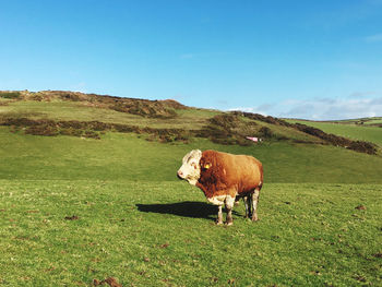 Bull in a field