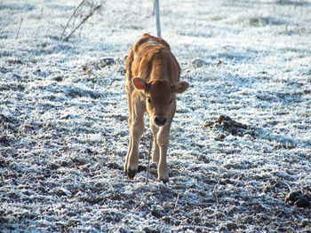 Calf standing on field