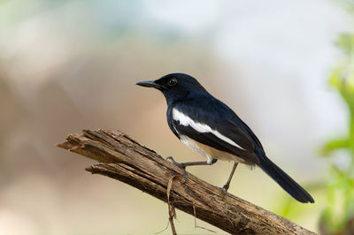 Close-up of bird perching on branch