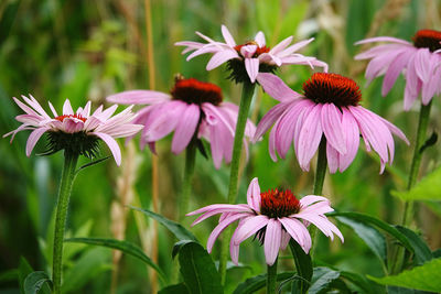 Close-up of pink flowering plants