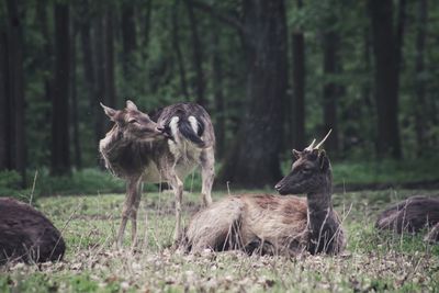 Deer in a forest