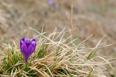 Close-up of purple crocus flowers on field