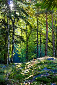 Trees in forest