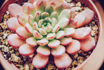 Close-up of succulent plant