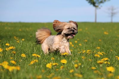 High angle view of dog on field