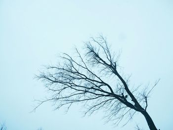Low angle view of bare trees against clear sky