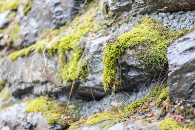 Close-up of moss on rock