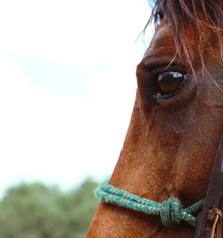 Close-up of a horse against the sky