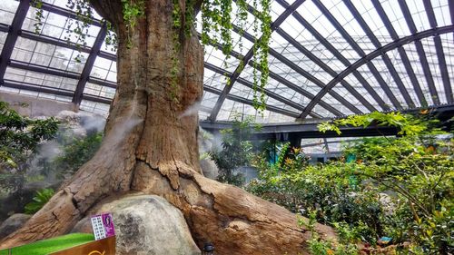 View of tree in greenhouse