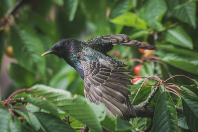 Close-up of bird perching on branch