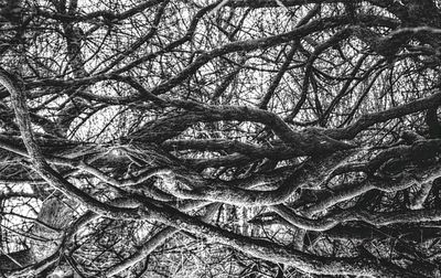 Low angle view of bare trees