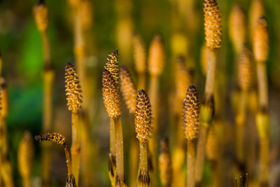 Close-up of yellow flowering plant