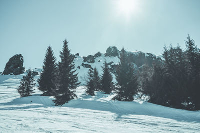 Trees on snow covered landscape against sky