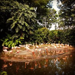 Birds on tree by water