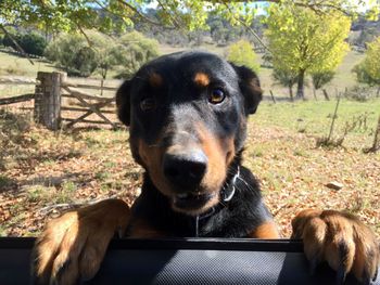 Close-up portrait of a dog on dirt road