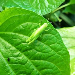 Close-up of green leaf on wet plant