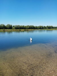 View of birds in lake against sky