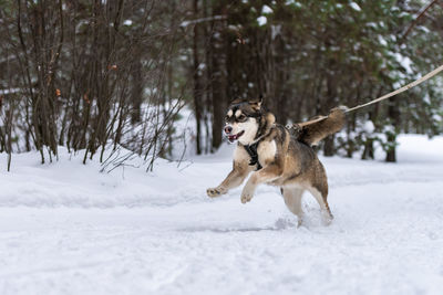 Dog running on snow covered land