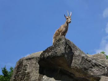 Low angle view of goat against clear blue sky