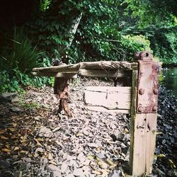 View of tree trunk