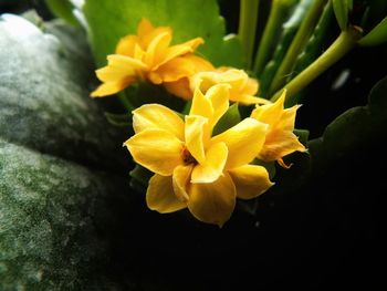 Close-up of yellow flowering plant