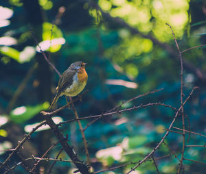 Close-up of bird perching on tree