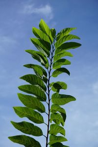 Close-up of fern plant against sky