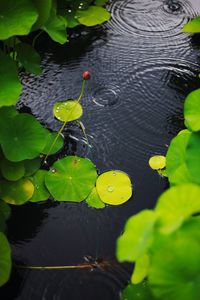 High angle view of raindrops on leaves floating on water