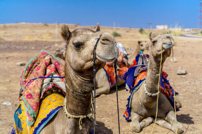 Camels in a desert