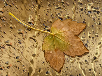 Close-up of raindrops on maple leaves