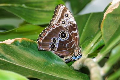 Close-up of butterfly on leaf