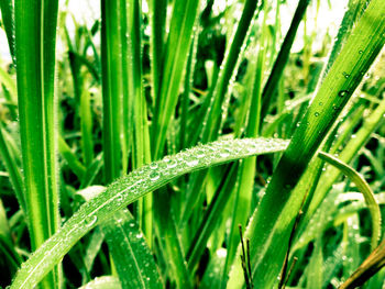 Close-up of wet grass