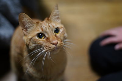 Close-up of cat