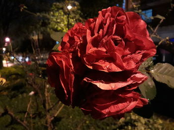 Close-up of red rose blooming at night