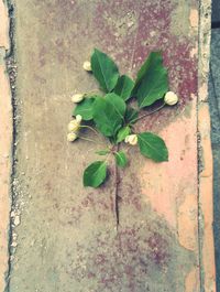 High angle view of plant