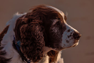 Old dog, happy on the beach