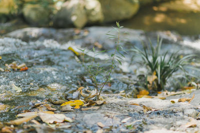 Close-up of dry leaves on rock