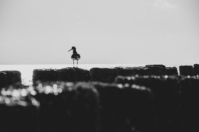 Bird perching on a land