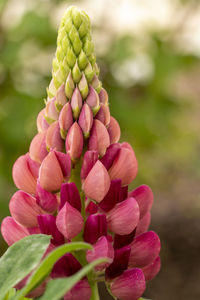 Close-up of pink flowering plant