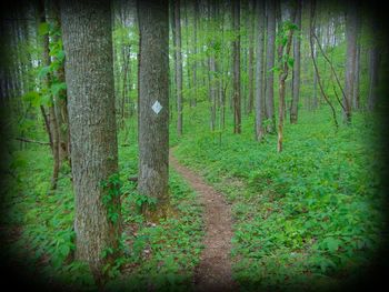 Trees in forest