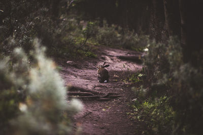 Rabit in tierra del fuego national park, ushuaia, argentina.